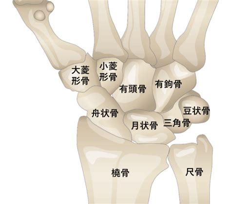 手骨|【手根骨・中手骨・手指骨】イラスト図解でわかりや。